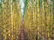 Increased French investment in bioenergy