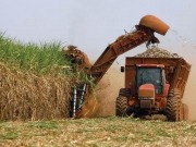 Sweetened or energized: the sugarcane dilemma