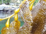 Norwegian seaweed to be grown for fuel