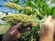 Sweet sorghum for bioethanol