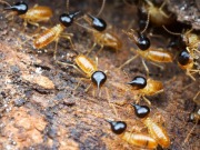 Termite power a possible breakthrough for biofuels