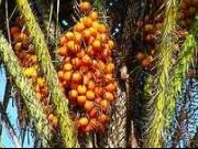Nuevas materias primas para el biodiésel