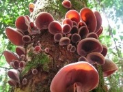 Scientist looks at tree fungus as possible source of renewable energy
