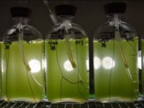 University researchers sequence fuel-producing green algae