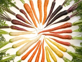 La zanahoria, buena para la vista... ¡y para producir biocombustible!