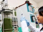 Solazyme and Mitsui to jointly develop new suite of tailored algal oils