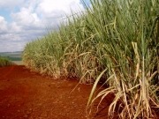 NREL and Colombian oil firm processing sugar cane residue and palm oil into biofuel