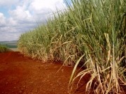 NREL and Colombian oil firm processing sugar cane residue and palm oil into biofuel