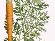 Zanahorias para producir etanol