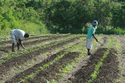 Caribbean farmers to benefit from biogas