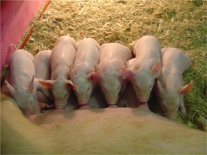 El biog&aacute;s atrae inversiones alemanas a Santa Catarina