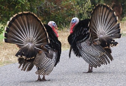 Turkeys aren’t just for Christmas, new biogas plant planned