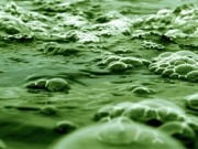 Las microalgas dentro del concepto de biorrefinería y de biogás