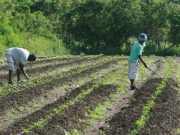 Caribbean farmers to benefit from biogas