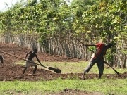La productiva relación de la caca con la bioenergía