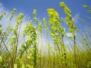 Biogas, bioethanol and microalgae projects included in new LIFE+ programme