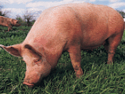 Las comunidades aut&oacute;nomas publican ayudas para 2011 del Plan de Biodigesti&oacute;n de Purines