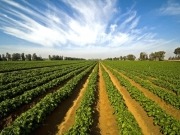 Crop farming vital to anaerobic digestion, says NNFCC report