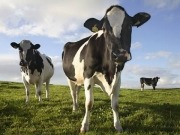 Turning dairy waste to profit