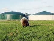 Purines, hollejo de uva y cereales para tres plantas de biogás de EnviTec en España