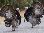 Turkeys aren’t just for Christmas, new biogas plant planned