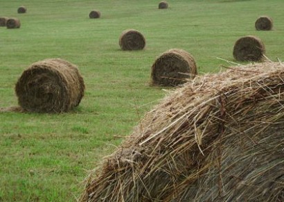 South Korea signs $92 million biomass power deal with Indonesia