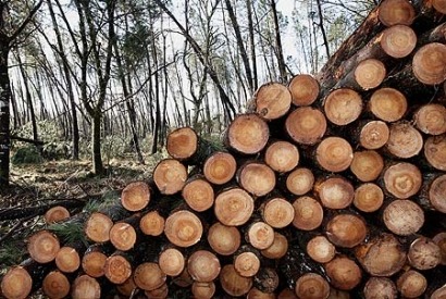 REA launches ‘Back Biomass’ campaign