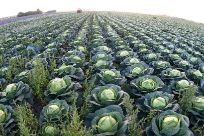 Greens to fuel: new anaerobic digestion plant opens