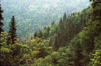 Canadian government steps up work to boost forest biomass returns
