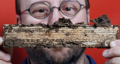Termite power a possible breakthrough for biofuels