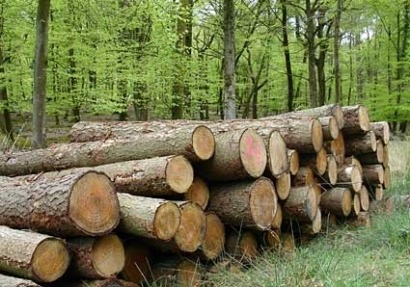 Europe sees biggest rise in biomass this century in 2010