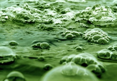 University finds quick cook method turns algae into oil