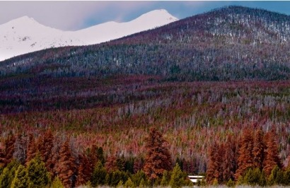 USDA Invests in Research to Convert Beetle-Killed Trees into Renewable Energy