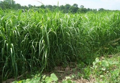USDA Announces Restart of Biomass Crop Assistance Program