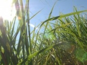 El bagazo de la caña de azúcar también produce energía
