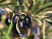 Sostenibilidad y seguridad en biomasas mediterráneas certificadas