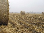 Canadian government backs use of agricultural biomass