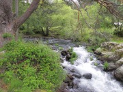 Parques nacionales y biomasa, una relación estable