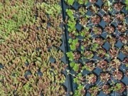 Ayudas federales a la bioenergía