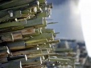 Bioenergy could employ 50,000 in UK by 2020