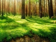 De París debe salir “un compromiso económico con la gestión sostenible de los bosques”