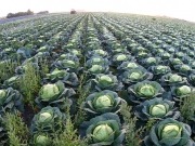 Greens to fuel: new anaerobic digestion plant opens