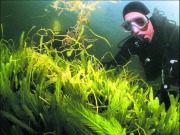 Ground-breaking technology allows seaweed-biofuel conversion