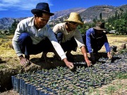 El Día de los Bosques también se acuerda de la energía