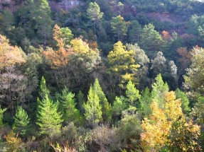 Dieciséis nuevas calderas y cuatro centros logísticos para reforzar la biomasa en el Pirineo ilerdense