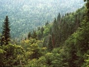 Canadian government steps up work to boost forest biomass returns