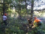 La bioenergía reduciría el impacto de incendios como los de Valencia