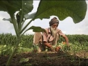 The Indian biomass sector (part 1) - The story thus far