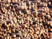 Large biomass potential not being realised, says European Climate Foundation, WWF