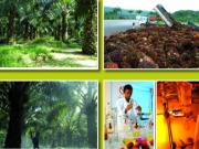 Malaysia looking to exploit its own palm oil biomass